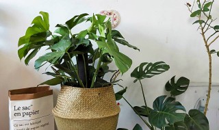 室内客厅放什么植物最好 室内客厅放什么植物最好养