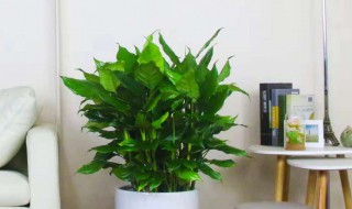 客厅比较好养活的大型绿植 适合客厅好养活的绿植