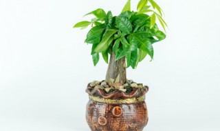 一进大门正对发财树好吗 一进门放发财树好吗