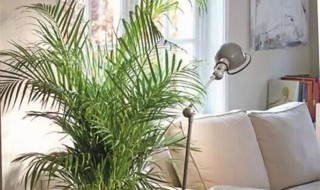 适合客厅养的大型植物 客厅最好养的大型绿植