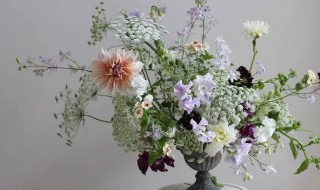 客厅养什么花好旺财（客厅养什么花好旺财电视旁边）