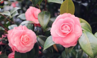 家里能放仿真花吗 家里放仿真花好吗