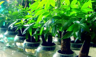 发财树放在阳台风水好吗（发财树适合放阳台吗风水）