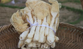 竹笙哪些人不能吃 竹荪不可以和什么吃