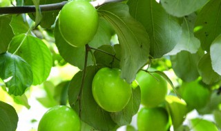 梦见吃青枣是什么意思 梦见自己吃青枣周公解梦