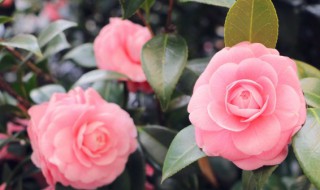 假花放哪里不影响风水(假花放房间风水好吗)