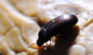 九龙虫什么人不能吃（九龙虫正常人能吃吗）