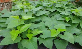 红薯叶的储存方法(红薯叶的储存方法图片)