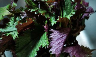 苏子叶的储存方法（苏子叶的储存方法与用途）