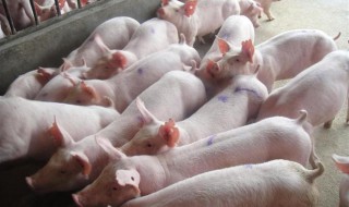 梦见被猪咬腿什么预兆（梦见被猪咬腿什么预兆呢）