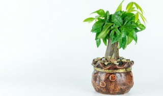 屋里放发财树好吗（屋里放发财树好吗风水）