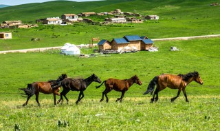 梦到好多马是什么意思 我梦见好多马