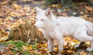 梦到狐狸是什么意思周公解梦（梦到狐狸是啥意思）