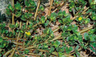 蚂蚁菜的储存方法 蚂蚁菜的储存方法有哪些