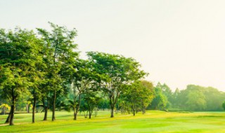 客厅放假大植物树好不好 客厅放大树植物好吗