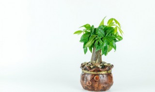 客厅摆放假的发财树好吗（家里摆放假的发财树会影响风水吗?）