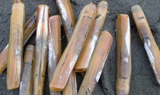 竹蛏是什么 竹蛏是什么纲