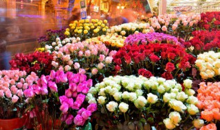 很有诗意的花名 好听又有诗意的花名