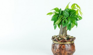 发财树放阳台还是客厅好(发财树放阳台还是客厅好养)