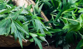 艾草加陈皮泡脚效果怎么样 艾草和陈皮泡脚