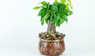 家里客厅适合养发财树吗（家里客厅适合养发财树吗风水）