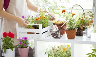 客厅放什么花对身体健康最好（客厅放什么花有好处）