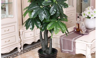 假发财树放在客厅什么位置好 假发财树放在客厅什么位置好看