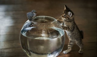 梦见各种动物是什么意思 做梦梦见各种动物是什么意思