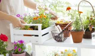 客厅放很多绿植好不好（客厅放绿植好不好风水）