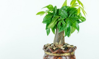 客厅最适合的盆栽植物（客厅最适合的盆栽植物有哪些）