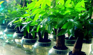 客厅能放塑料发财树吗 客厅能放塑料发财树吗视频