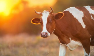 梦见牛预兆着什么（梦见牛预兆着什么意思）