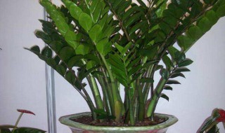 家里客厅花的摆放（家里客厅花的摆放图）