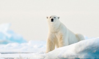 动物的英语怎么读(哺乳动物的英语怎么读)