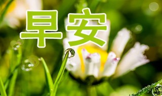 清晨的问候暖心 清晨的问候暖心语言