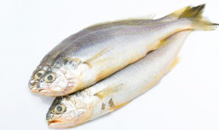 鱼有什么好处（吃鱿鱼有什么好处）