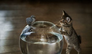 鸟的英文（鸟的英文怎么写?）