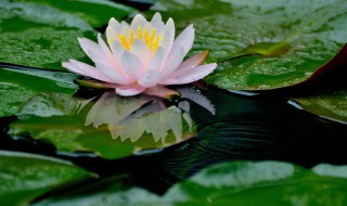 菂怎么读（菂怎么读什么意思）