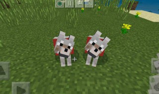 我的世界怎么驯服猫 我的世界怎么驯服猫和豹猫