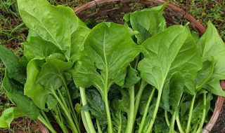 菠菜拌花生米的做法(菠菜拌花生米的做法视频)