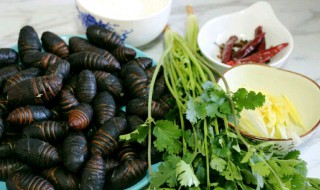 干煸茧蛹的做法（干煸茧蛹的做法窍门）