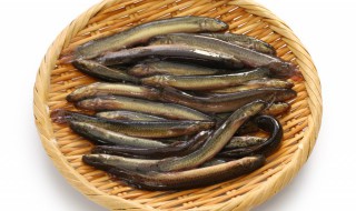 泥鳅汤做法（丝瓜泥鳅汤做法）