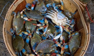 青蟹的家常做法(青蟹的家常做法?)