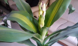 巴西木的养护方法（巴西木的养护方法浇水的次数）