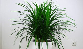 龙须树冬季怎么养(龙须树冬季怎么养护)