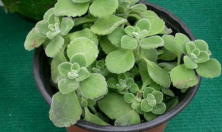 碰碰香叶子下垂是怎么回事（为什么碰碰香下面叶子干掉了）