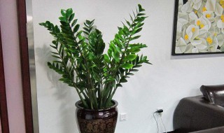 金钱树怎么栽培 金钱树怎么栽培呀