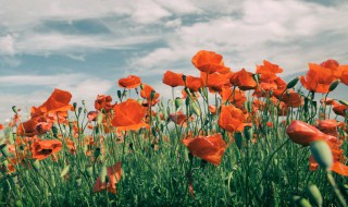 冬天虞美人怎么养（虞美人冬季养护方法）