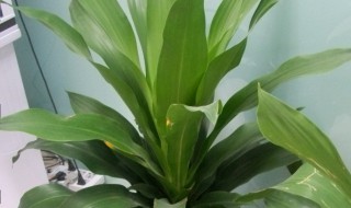 也门铁怎么养 也门铁怎么养老桩