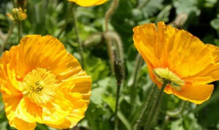 虞美人怎么养 虞美人怎么养殖方法